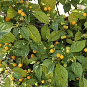 Aji Charapita