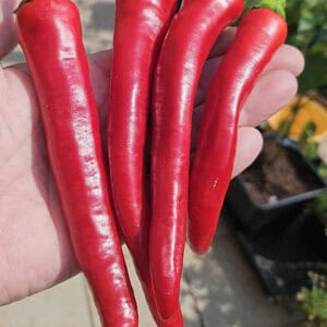 Banana Pepper