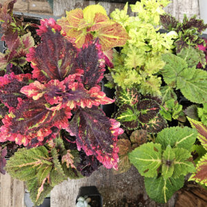 Coleus Zaden Mix 25 zaden