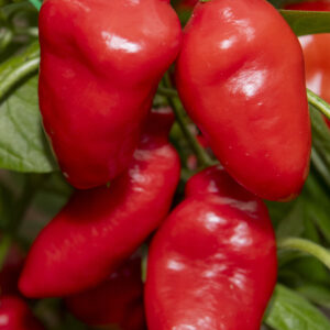 Rocoto Aji Largo