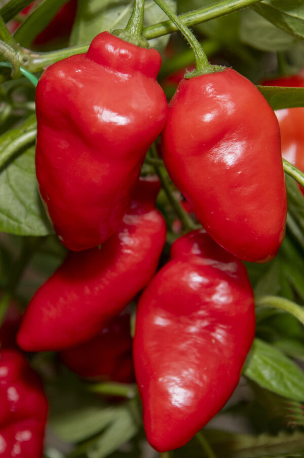 Rocoto Aji Largo