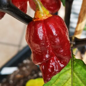 7 Pot Bubblegum Purple MAMP – Red Pheno
