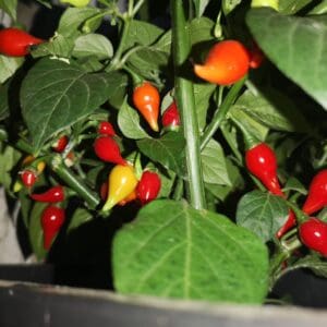 Biquinho Red
