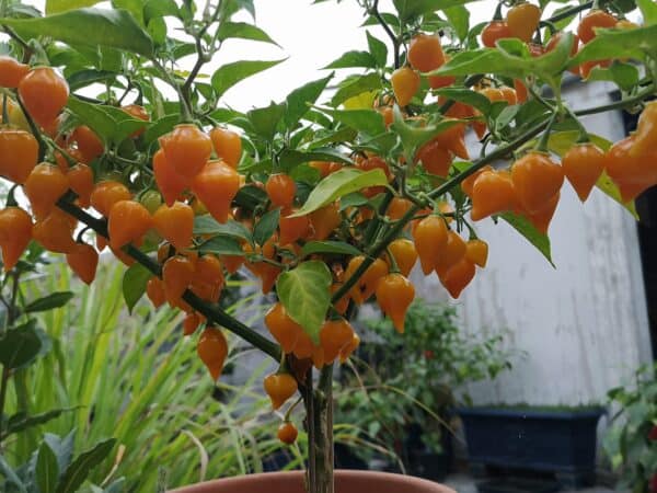 Biquinho Yellow