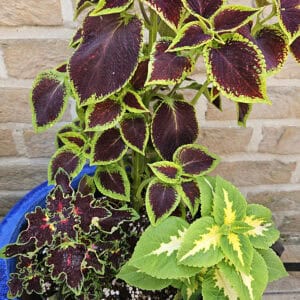 Coleus Mix – 3-in-1 Siernetel in Pot (001)