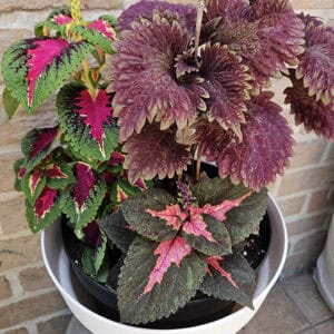 Coleus Mix – 3-in-1 Siernetel in Pot (004)