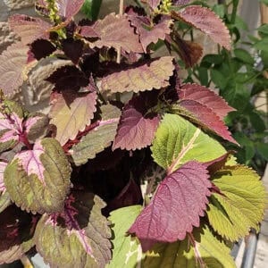 Coleus Mix – 3-in-1 Siernetel in Pot (003)