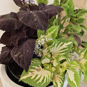 Coleus Mix – 3-in-1 Siernetel in Pot (002)