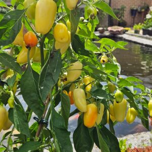 Jalapeño White