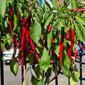 Joe’s Long Cayenne