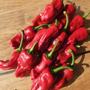 Pimientos de Padrón – Zaden