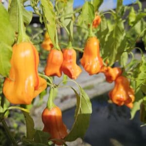 Zebrange - DG Seeds & Plants