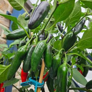 Jalapeño Jalastar