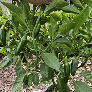Jalapeñopepers groeien op een bladplant in een tuinbed met mulch op de grond.