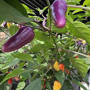 Jalapeño Multi Color - Seeds