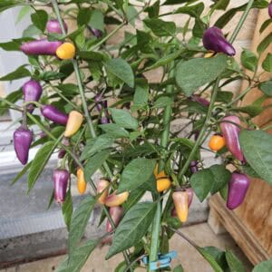 Jalapeño Mix