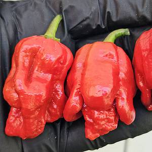 MRM × 7 Pot Brown - Seeds