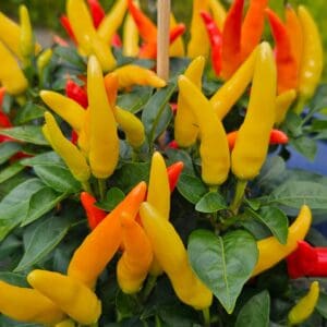 Sweet Medusa Pepper - Seeds