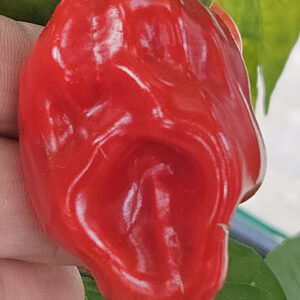 Aji Chombo – Zaden