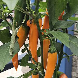 Bulgarian Carrot – Zaden