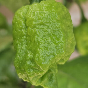 Carolina Reaper - Zaden
