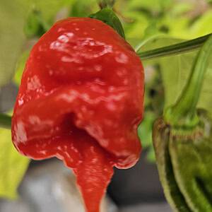 Carolina Reaper - Zaden
