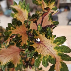 Coleus DG001 – Zachtroze charme met een speelse groene omlijsting!
