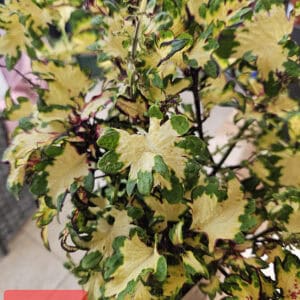 Coleus DG002 – Citroengeel met een artistieke groene én roze touch!