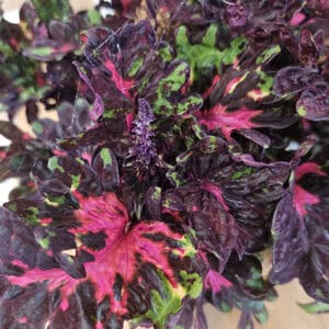 Coleus DG003 – Diep rood met fluweelgroene accenten!