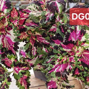 Coleus DG004 – Een explosie van roze, paars, groen en wit in elk blad!
