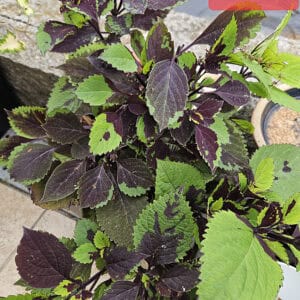 Coleus DG006 – Bordeaux en limoengroen in perfecte harmonie!