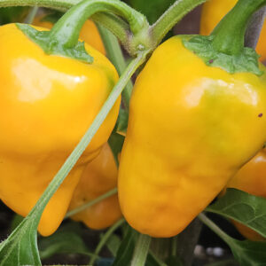 Habanero Lemon – Zaden
