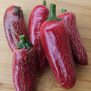 Jalapeño Fox Big – Zaden