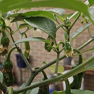 Peperoncini Calabrese "A Sigaretta" - Seeds