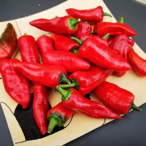 Allspice d'Espelette - Seeds