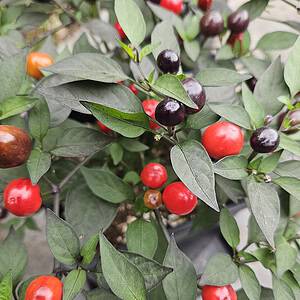 Purple Flash - Seeds