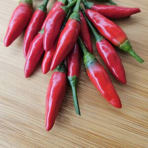 Tabasco – Zaden