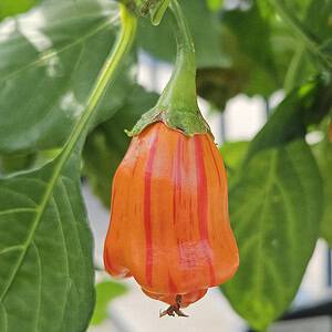 Tangerine Tiger Pepper – Zaden