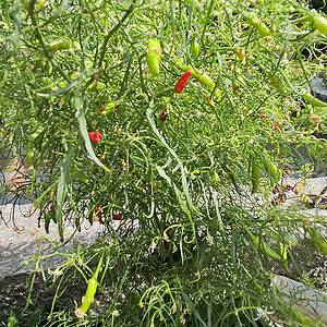 Xion (Xiom) Mutant - Seeds