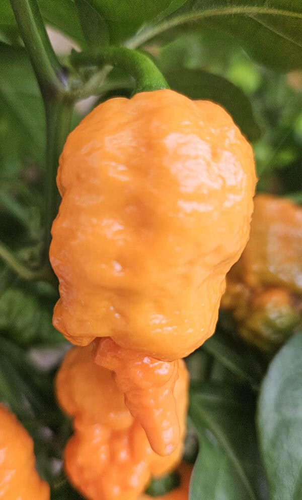 Fried Chicken – Zaden - Afbeelding 3