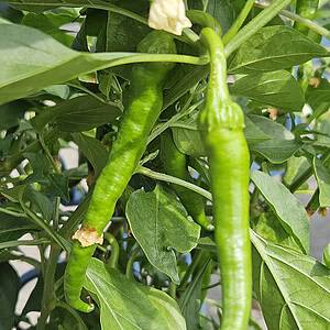 Guindilla Verde – Zaden