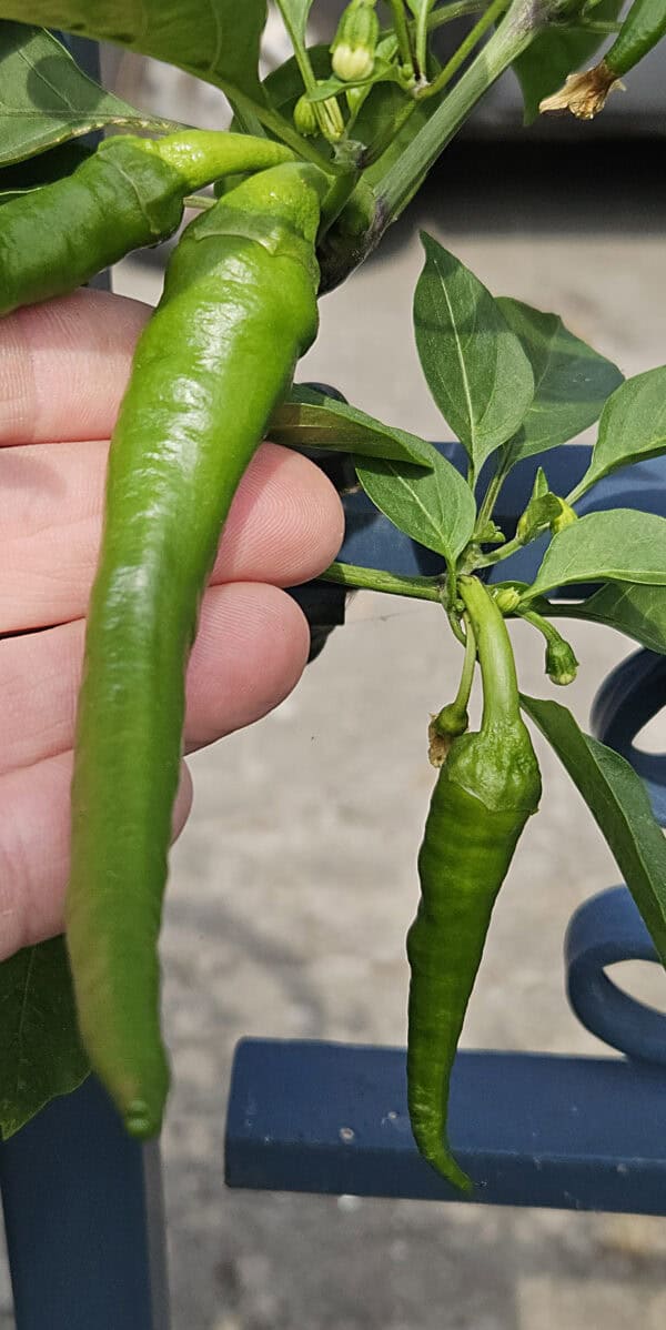 Guindilla Verde – Zaden - Afbeelding 3