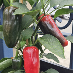 Jalapeño La Bomba – Zaden