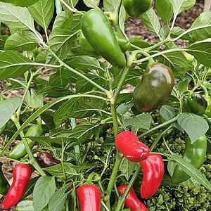 Jalapeño Sweet King - Seeds