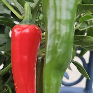Jalapeño TAM – Zaden