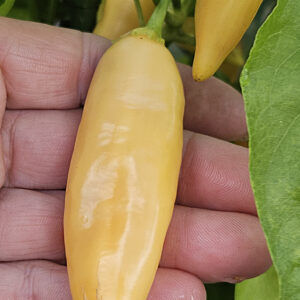 Sugar Rush Peach - Seeds