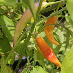 Aji Ahuachapan - Seeds