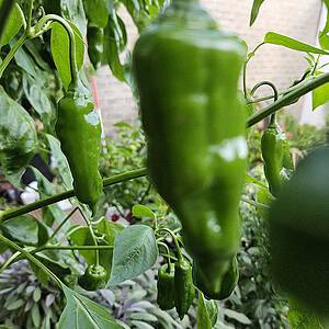 Aji Verde – Zaden