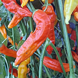 Aji Ahuachapan – Zaden