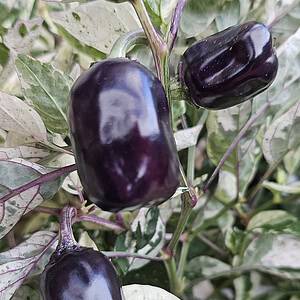 Candy Cane Chocolate Cherry x Scarlett - Seeds